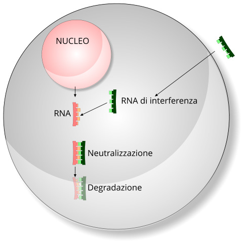 RNA interference, meccanismo di degradazione
